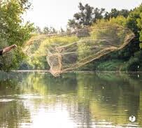 La-veine-deau-peche-a-lepervier Pêcheur utilisant un filet épervier au bord de l'eau.
